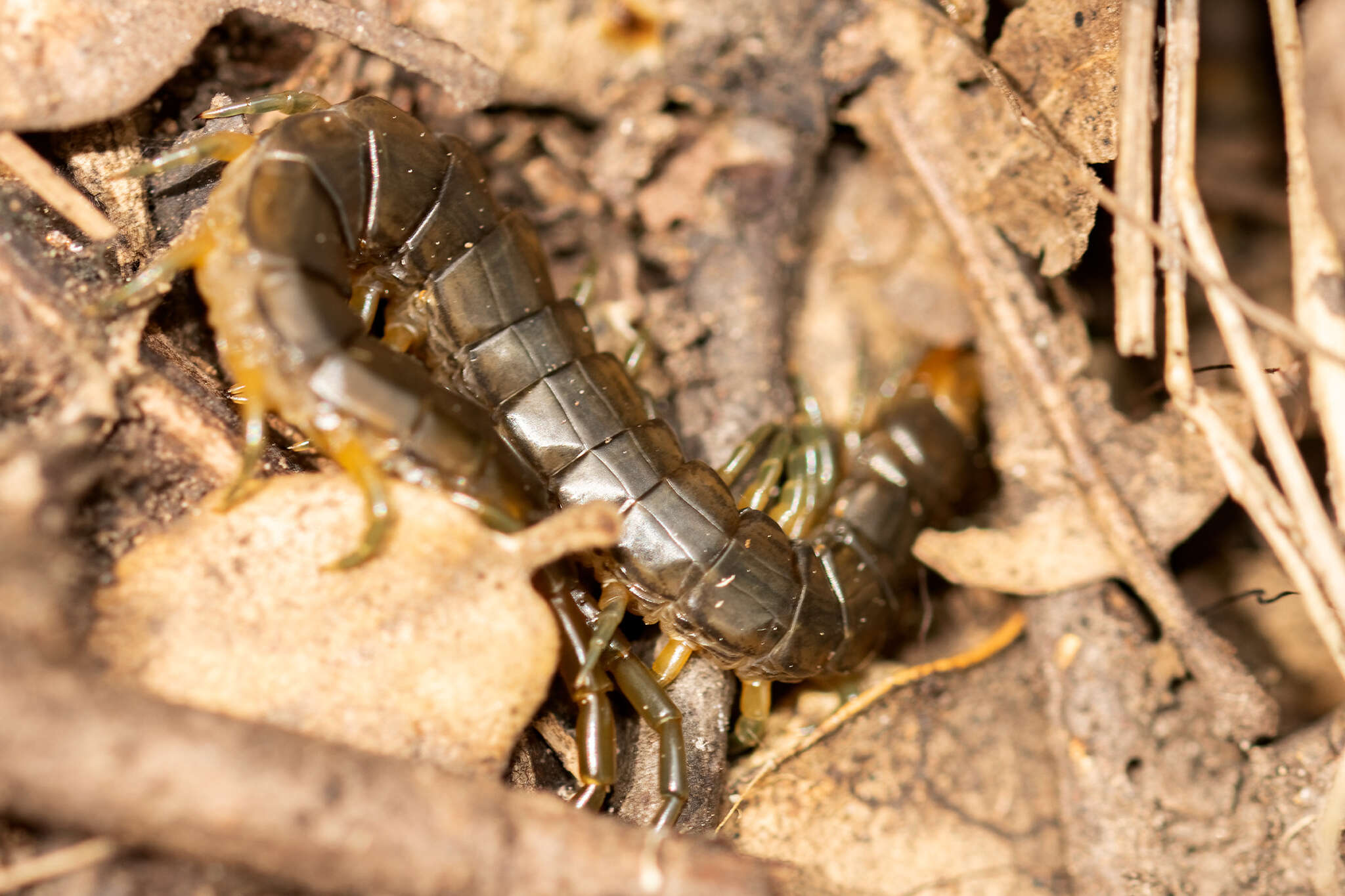 Image of Scolopendra oraniensis Lucas 1846