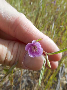 Слика од Clarkia affinis H. & M. Lewis