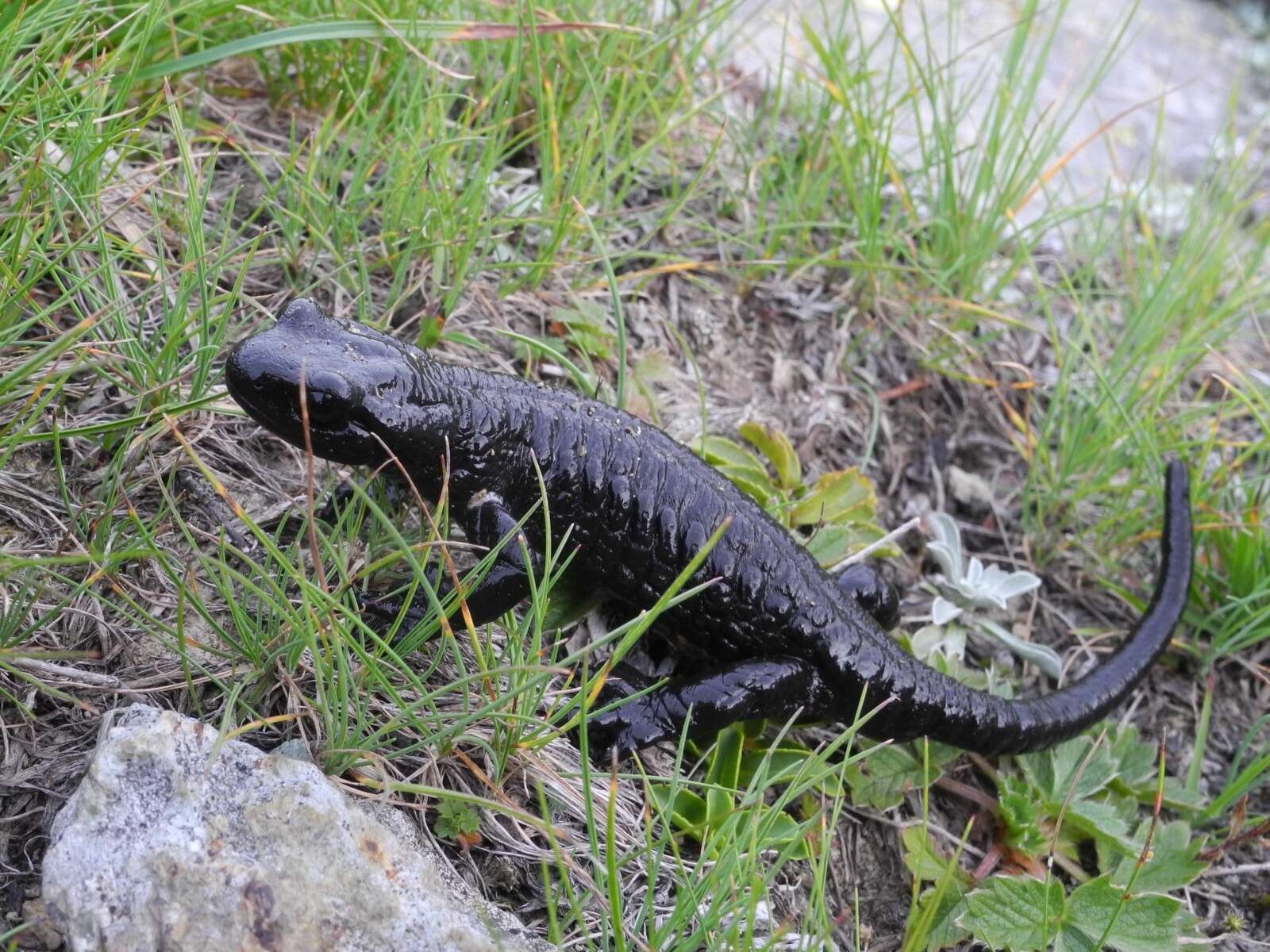 Sivun Salamandra lanzai Nascetti, Andreone, Capula & Bullini 1988 kuva