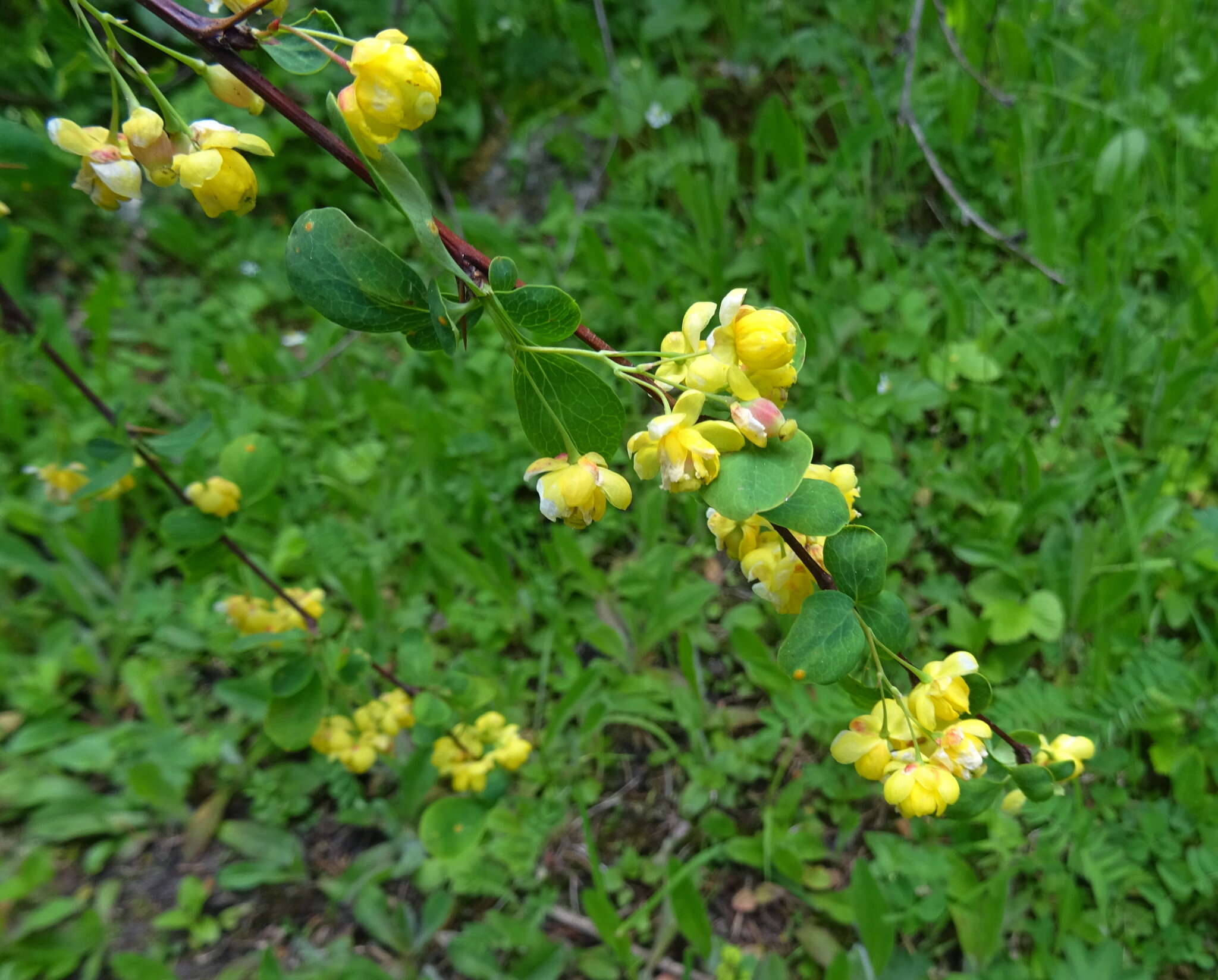 Imagem de Berberis heteropoda Schrenk