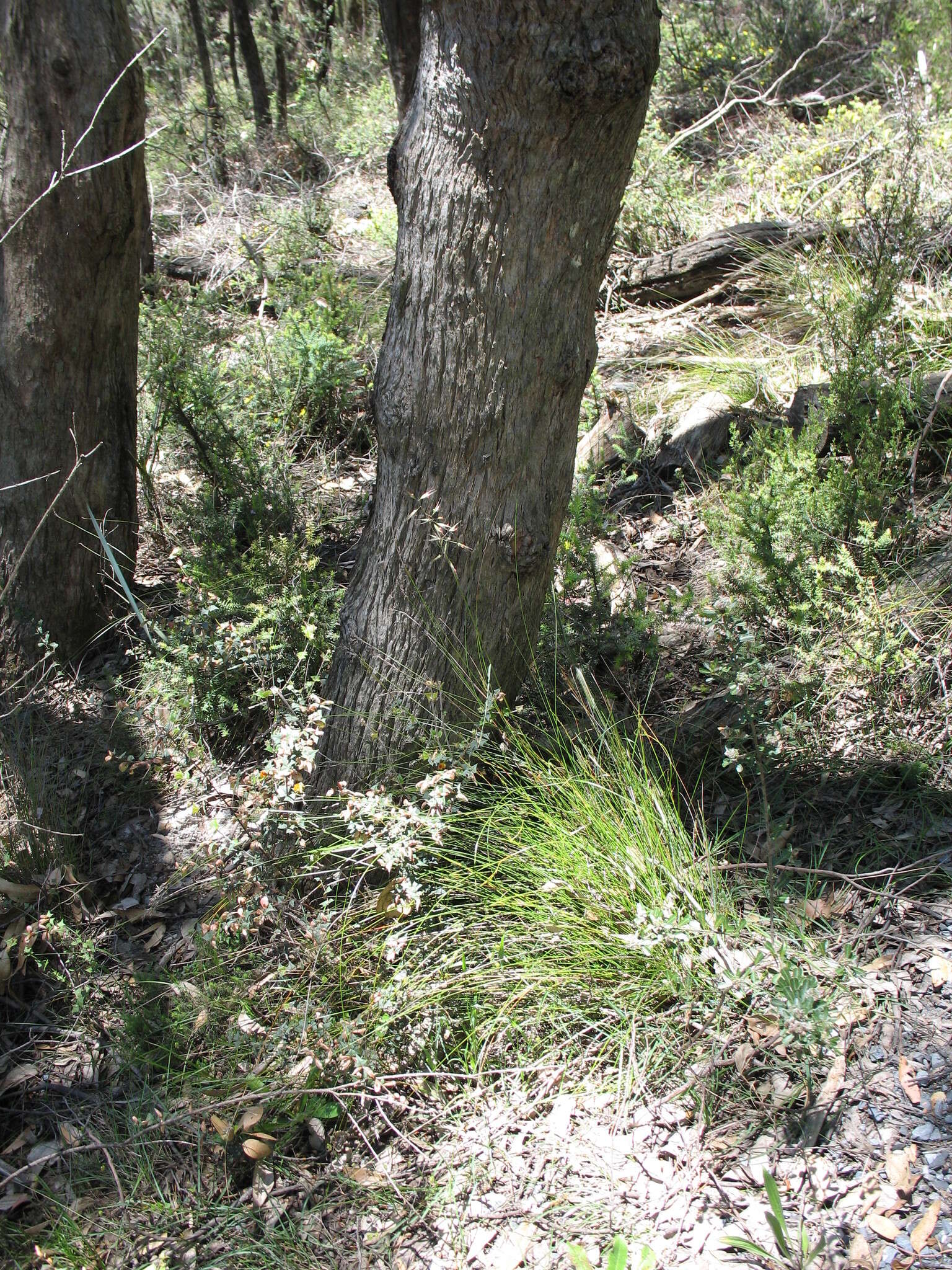 Imagem de Rytidosperma clelandii (Vickery) Connor & Edgar