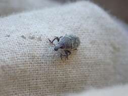 Image of Weevil