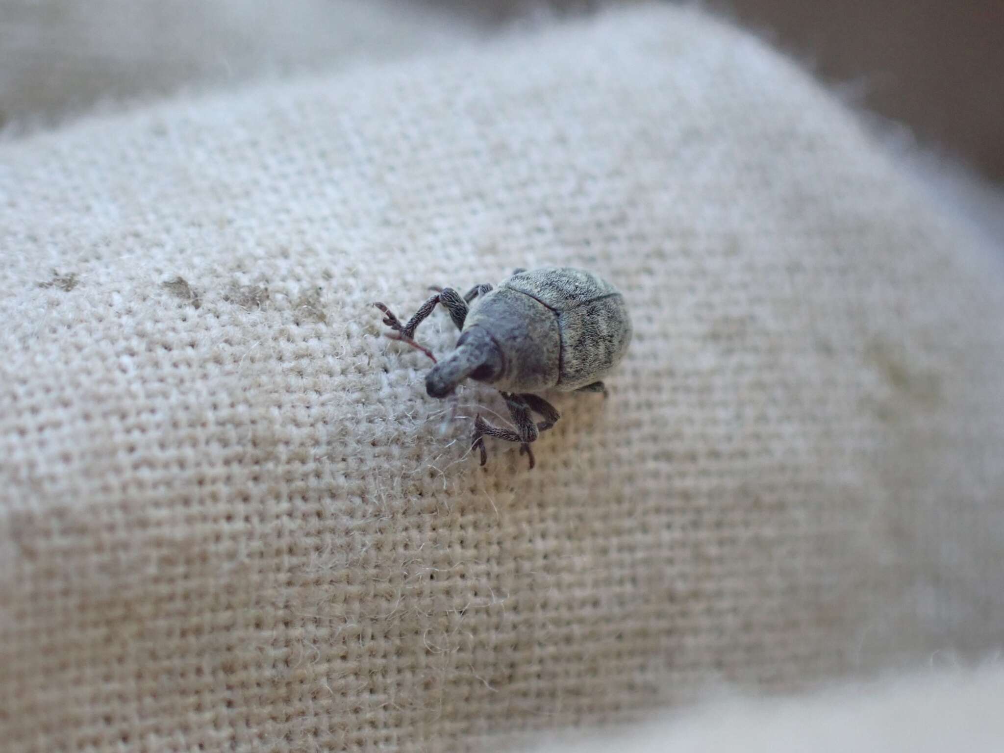 Image of Weevil