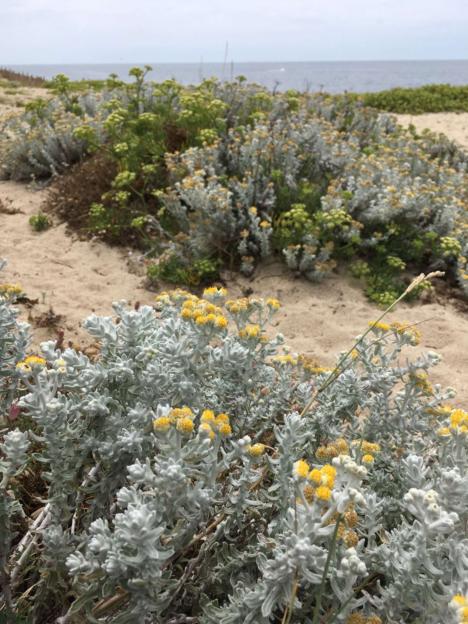 Imagem de Achillea maritima subsp. maritima