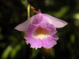 Image of king orchid