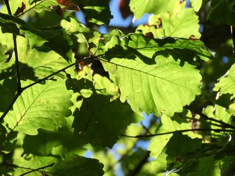 Image of Basket Oak