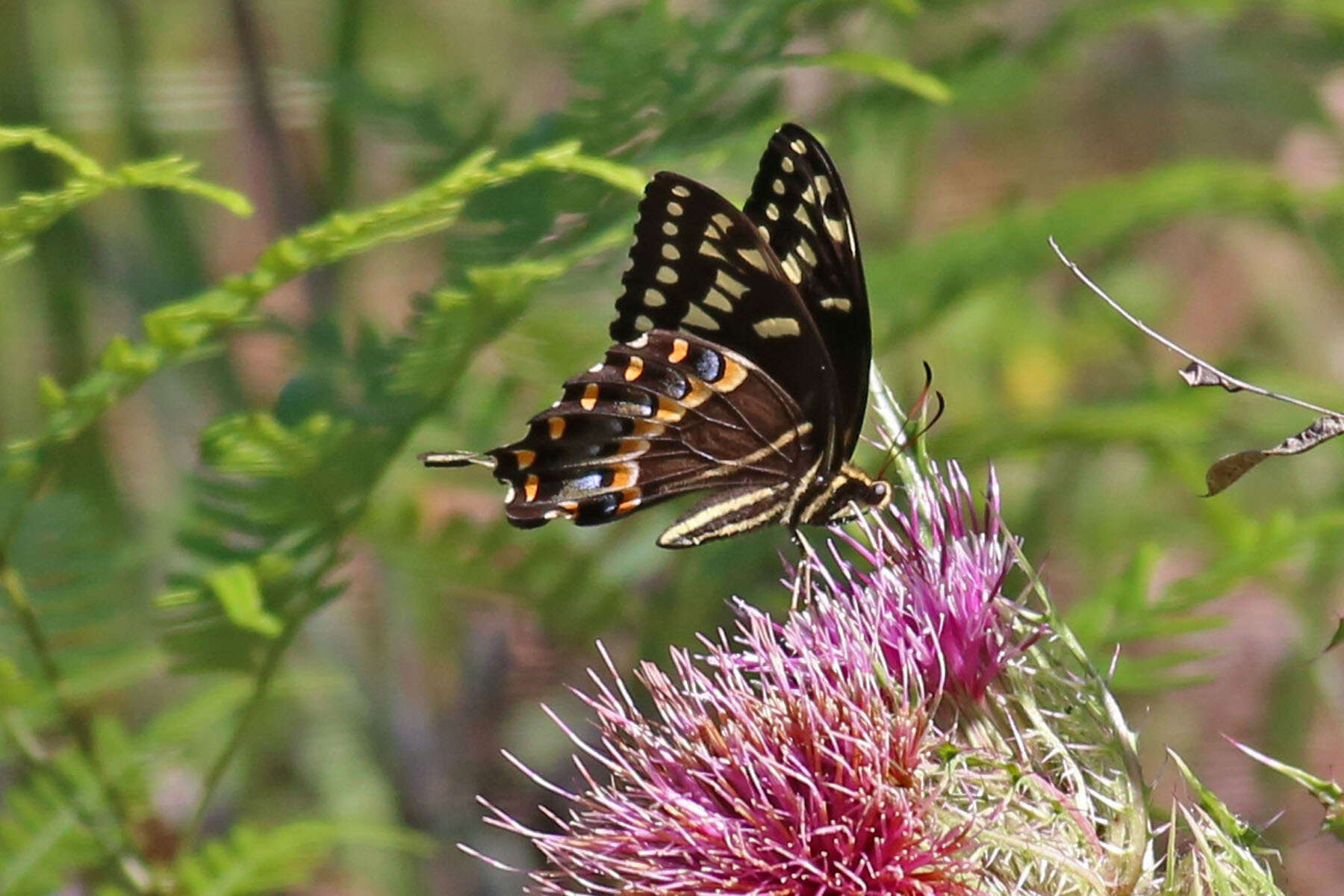 Image of Palamedes Swallowtail