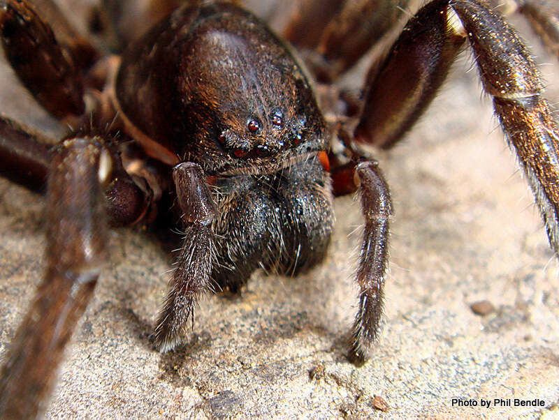 Image of Uliodon albopunctatus L. Koch 1873