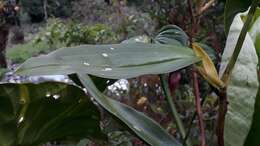 Image of Maxillaria schlimii (Linden & Rchb. fil.) Molinari