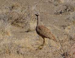 Image of Karoo Bustard