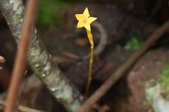 Image of Leafless Ghostplant