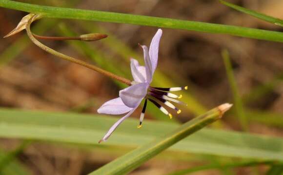 Sivun Caesia contorta (L. fil.) T. Durand & Schinz kuva