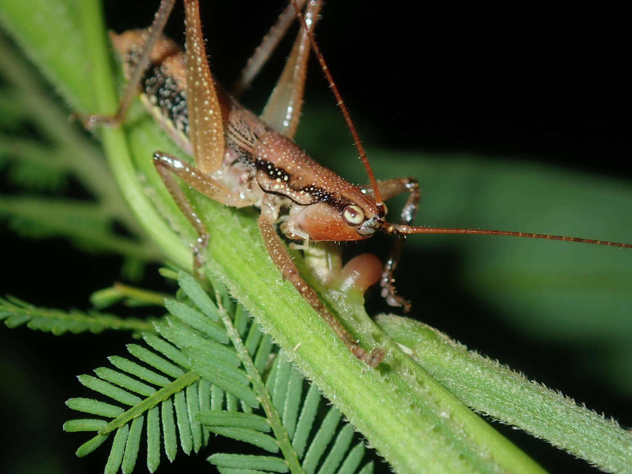 Image of Coptaspis brevipennis Redtenbacher 1891