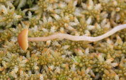 Image of Galerina tibiicystis (G. F. Atk.) Kühner 1935