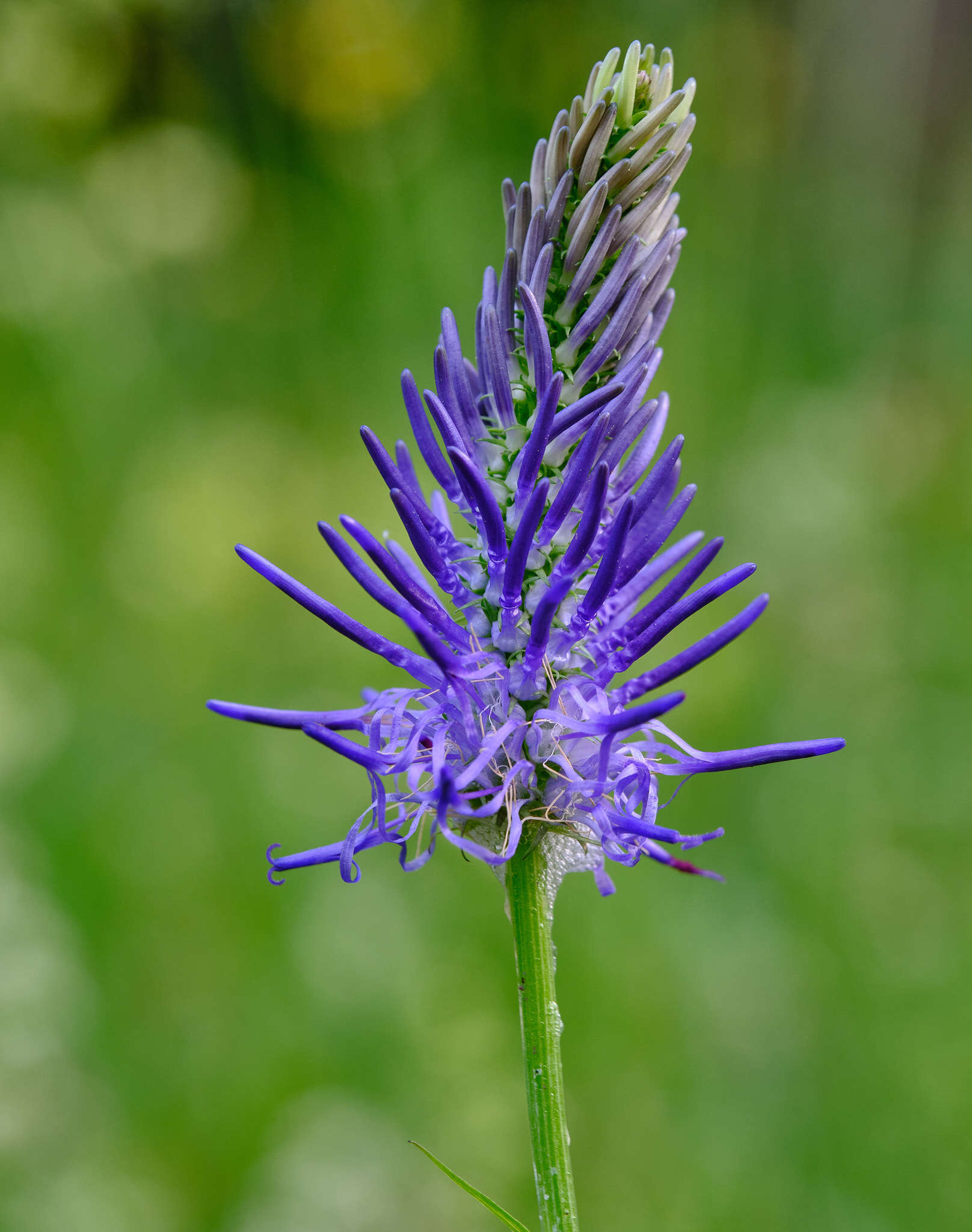 Image de Phyteuma persicifolium Hoppe