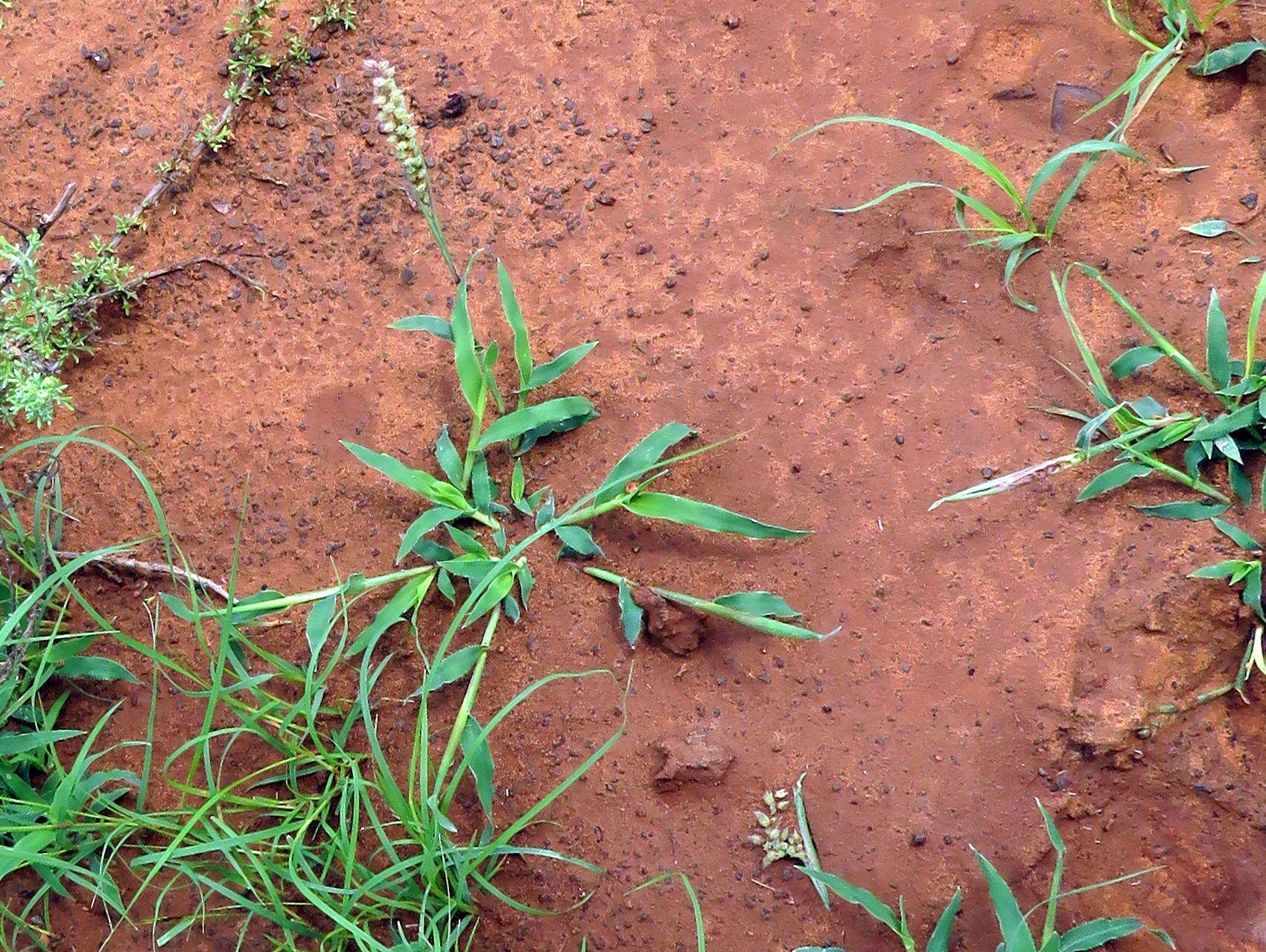 Image of Carrot seed grass