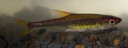 Image of red-striped rasbora