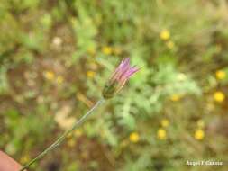 Image of Xeranthemum inapertum (L.) Mill.