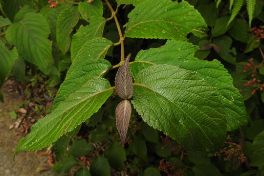 Image of Viburnum plicatum var. formosanum Y. C. Liu & C. H. Ou