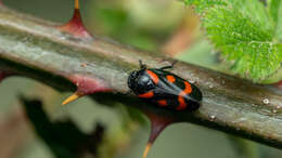 Image of Cercopis sanguinolenta (Scopoli 1763)