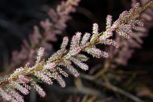 Image of smallflower tamarisk