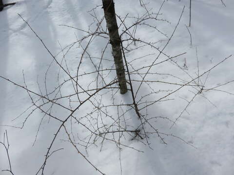 Image of eastern prickly gooseberry