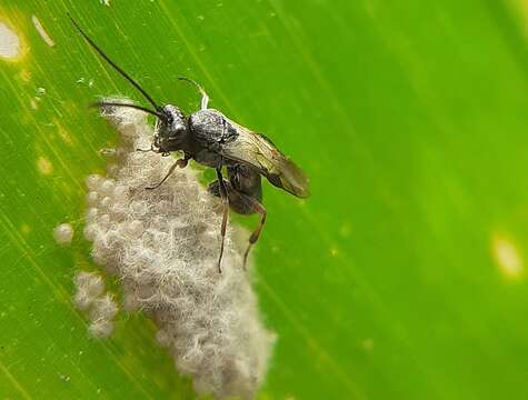 Image of Parasitoid wasp