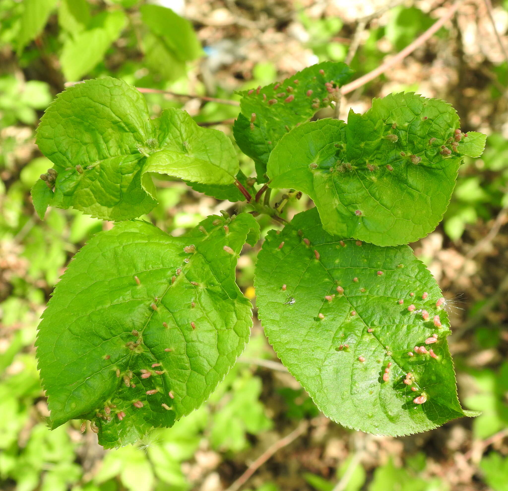 Image of <i>Phyllocoptes eupadi</i>