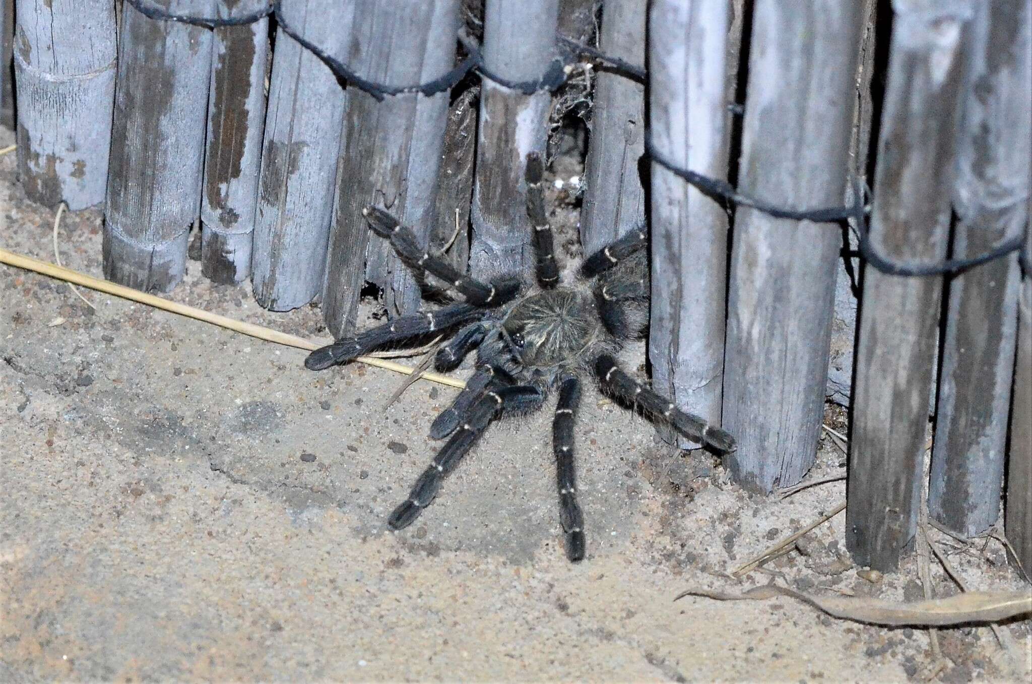 Image of Orange Baboon Tarantula