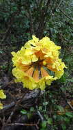 Image of Yellow trumpet tree