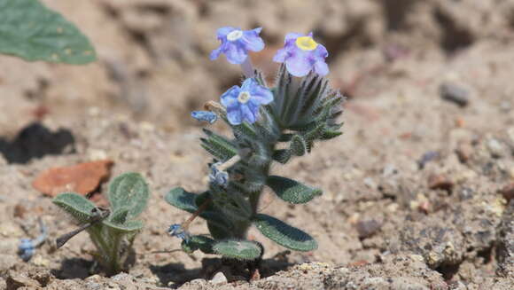 Arnebia obovata A. Bunge的圖片