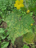 Image of Pseudoperonospora cubensis