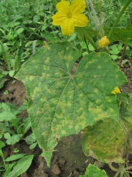 Pseudoperonospora cubensis resmi