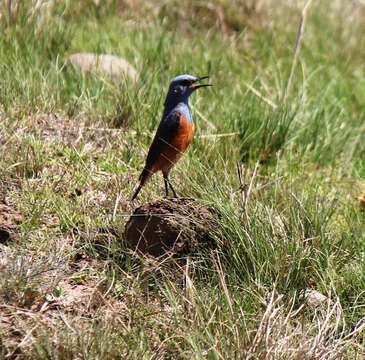 Image de Monticola explorator tenebriformis Clancey 1952