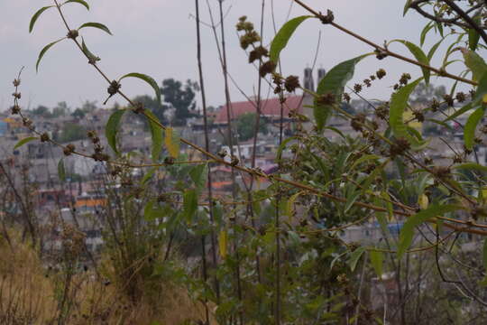 صورة Buddleja sessiliflora Kunth