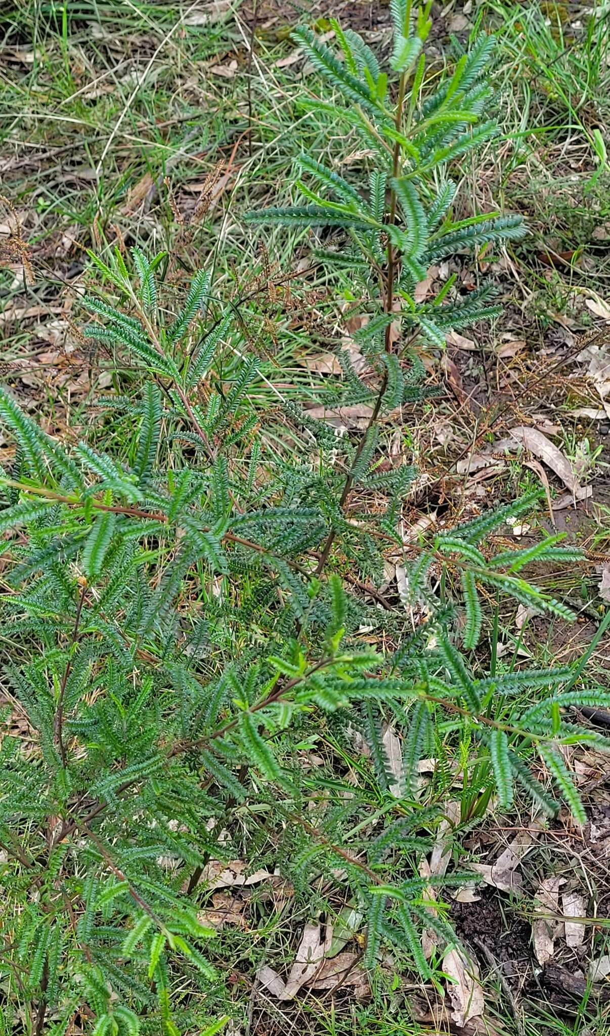 Image of Dodonaea multijuga G. Don