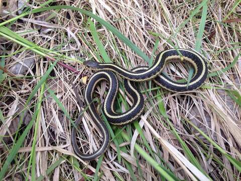 Sivun Thamnophis sirtalis parietalis (Say ex James 1823) kuva