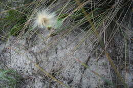 Image of Othonna perfoliata (L. fil.) Sch. Bip.