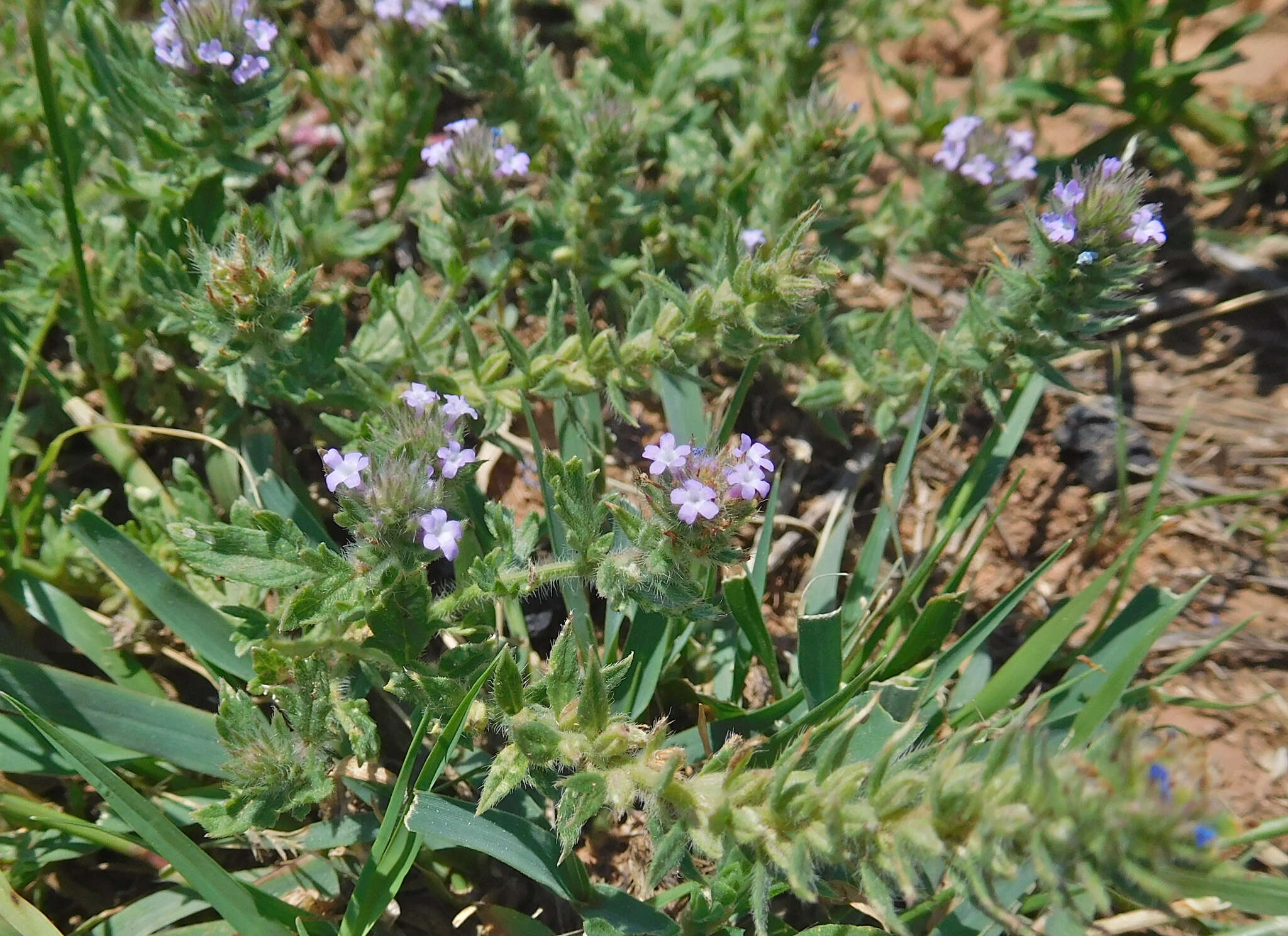 Image of bigbract verbena