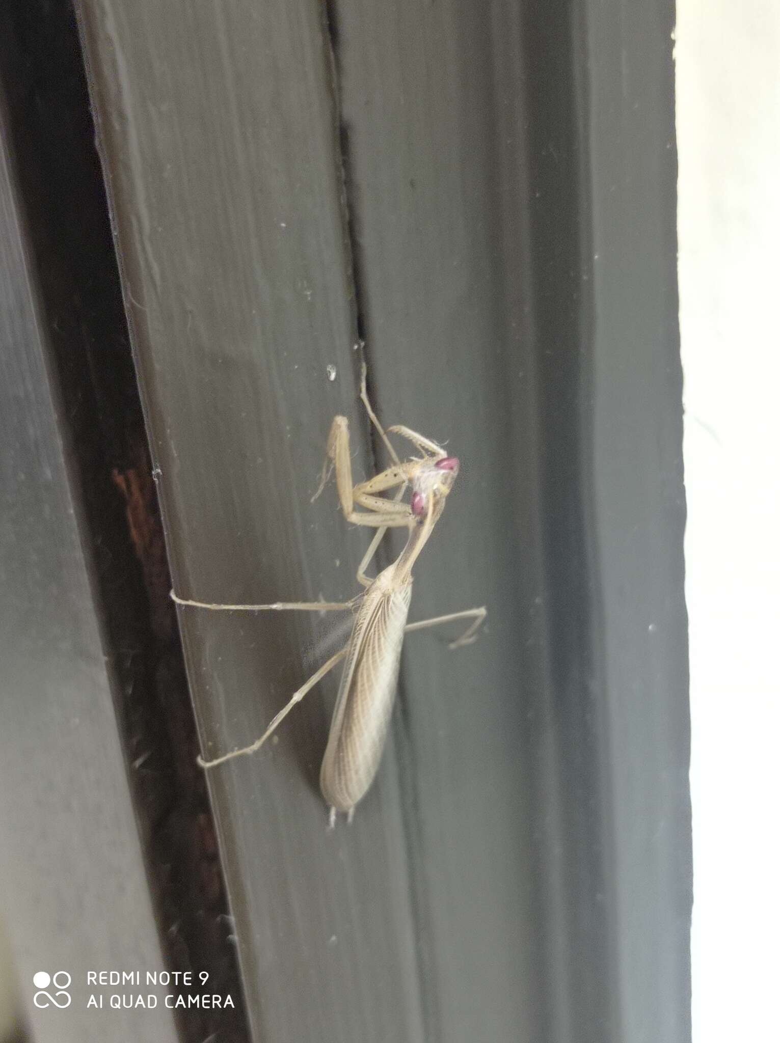 Image of Egyptian praying mantis