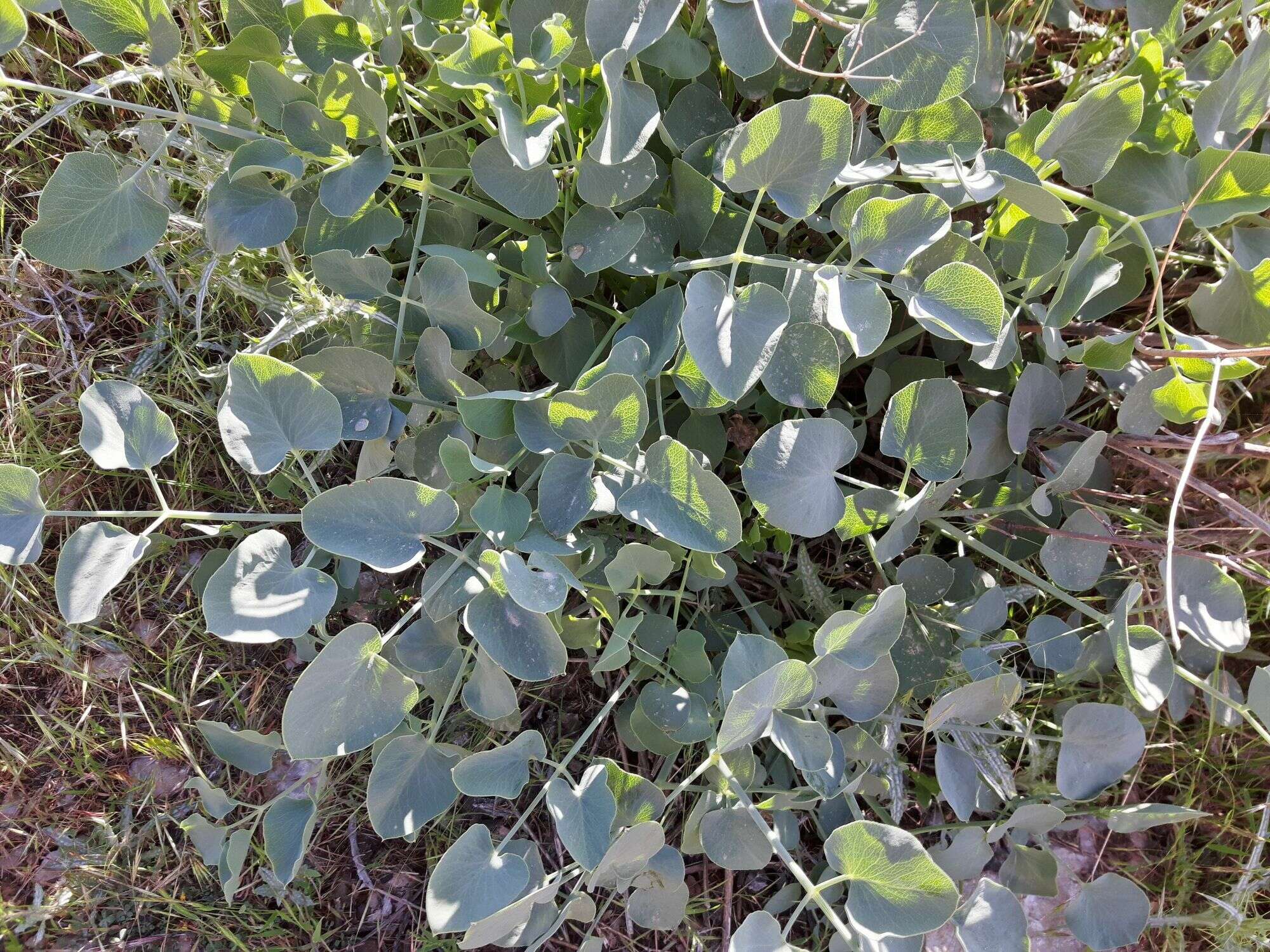 Image of Glaucosciadium