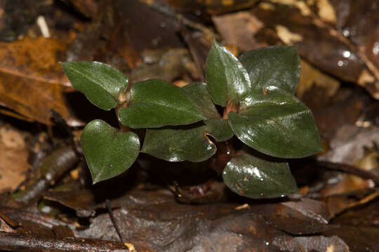 Image of Cheirostylis liukiuensis Masam.