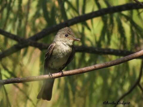 Image of Eastern Wood Pewee