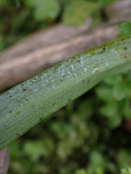 Platanthera devolii (T. P. Lin & T. W. Hu) T. P. Lin & K. Inoue resmi