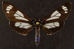 Image of Police Car Moth