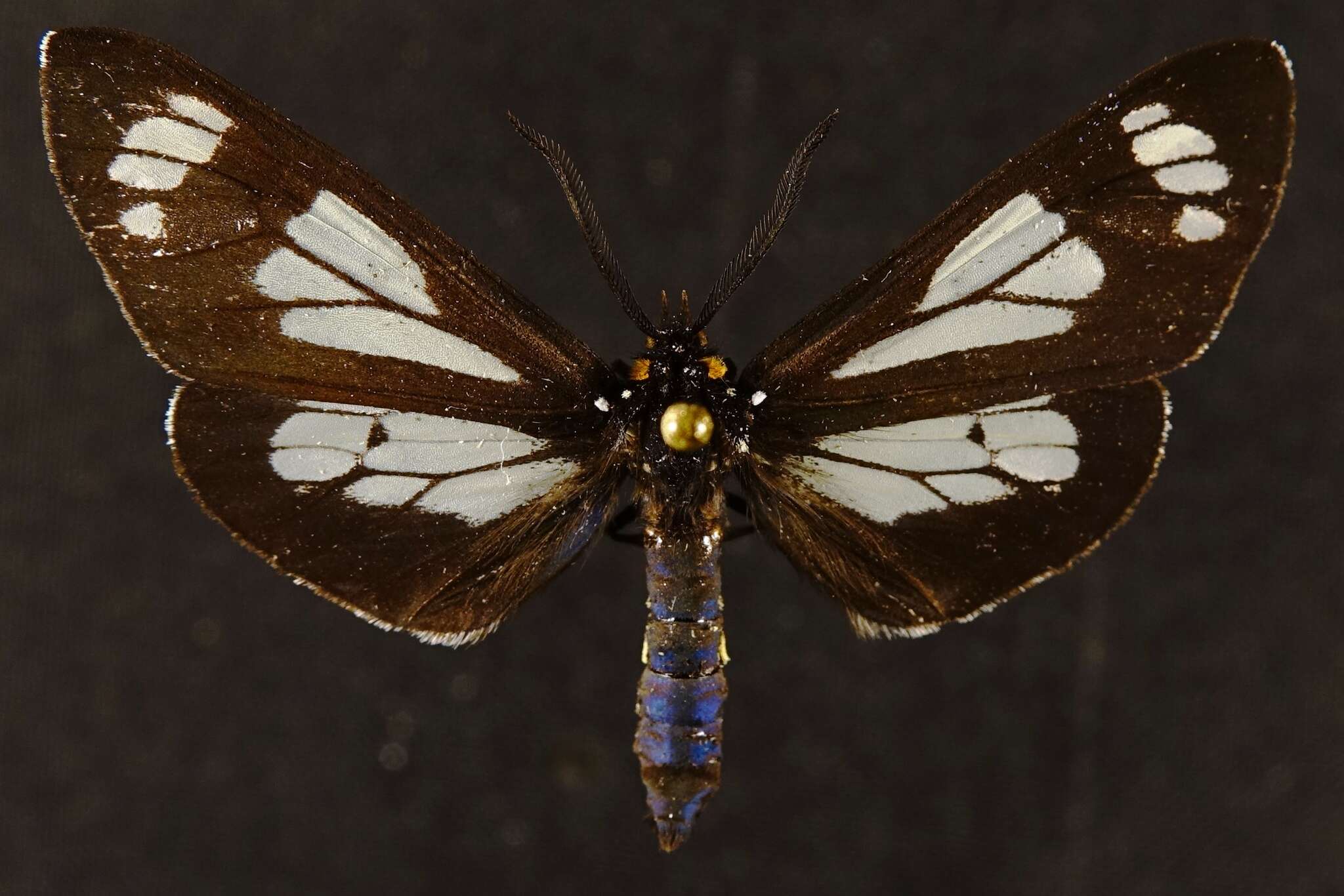 Image of Police Car Moth