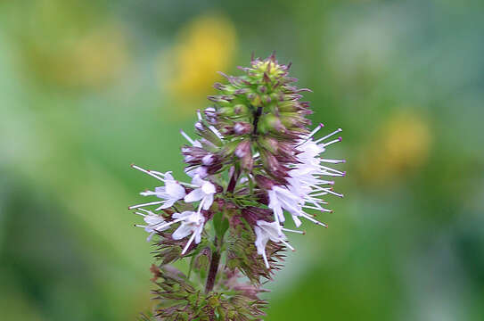 Image of Water Mint