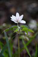 صورة Anemone trifolia subsp. albida (Mariz) Ulbr.