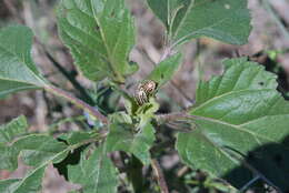 Image of Sunflower Beetle