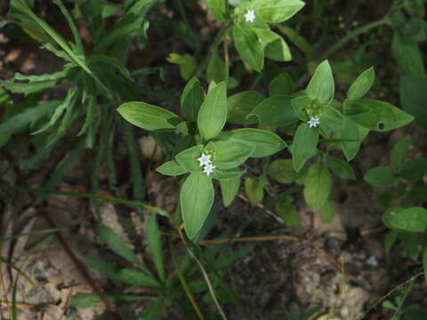 Image of rough Mexican clover